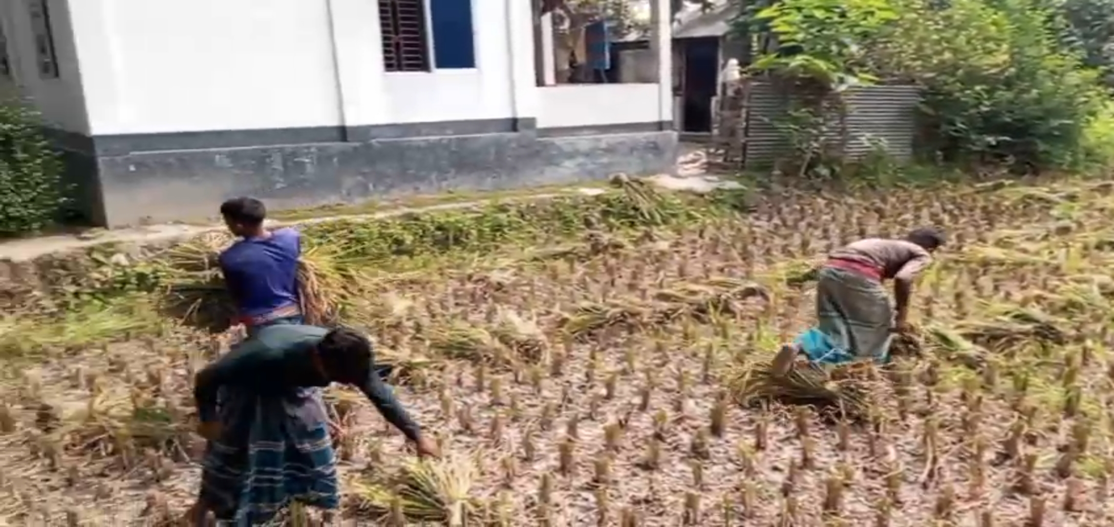 সরিষাবাড়িতে কৃষকের জমির ধান কেটে নিয়ে যাচ্ছে প্রতিপক্ষ।