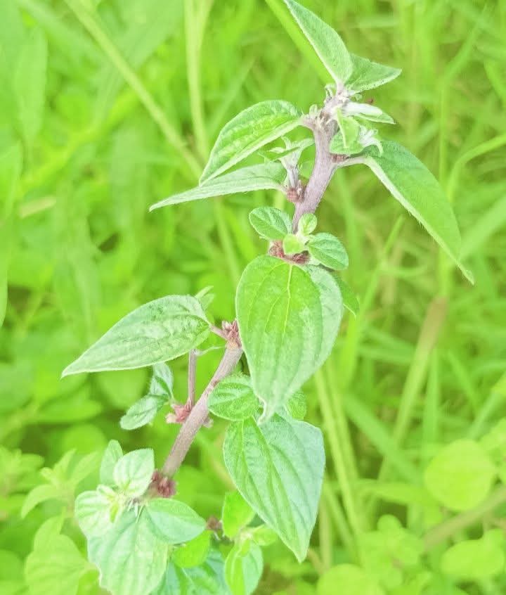পেলেলি ঘাস এর ঔষধি গুণ।