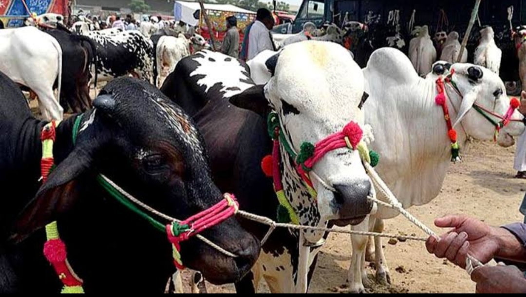 রাজশাহী বিভাগে সবচেয়ে বেশী কোরবানি হয়েছে