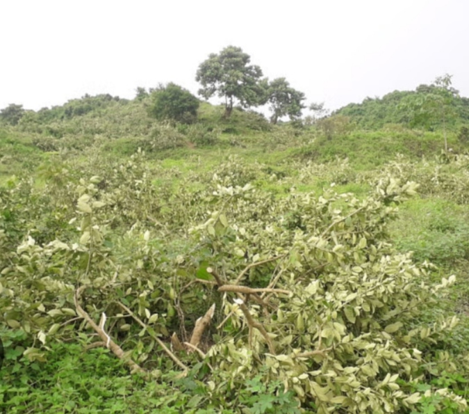 কালীগঞ্জে রাতের আধারে কৃষকের ৪৮টি ধরন্ত কাগজী লেবু গাছ কাটলো দুর্বৃত্তরা।