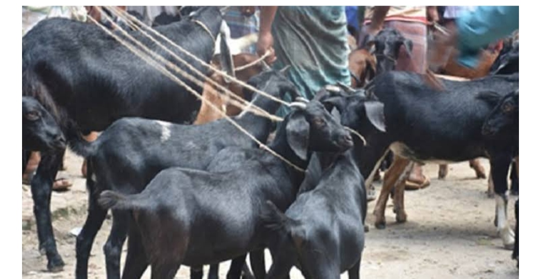 রাজশাহীর তানোরে ছাগল বিক্রির টাকা নিয়ে তুলকালাম কান্ড।