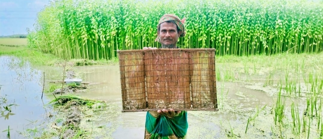চুয়াডাঙ্গার দামুড়হুদার নাটুদায় আষাঢ়ের বৃষ্টিতে খালবিল থইথই।মাছ ধরায় গ্রামীণ জনপদে জমছে উৎসবের আমেজ।