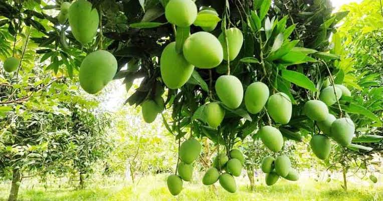 রাজশাহীতে নতুন জাতের আম কটিমন।