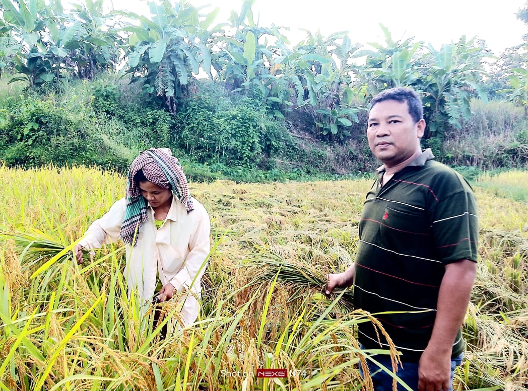 বান্দরবানের থানচি উপজেলায় বলী পাড়ায় আউশ ধানের বাম্পার ফলন।