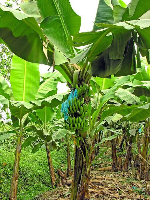 বাঘায় কলা গাছ থেকে ফাইবার উৎপাদন