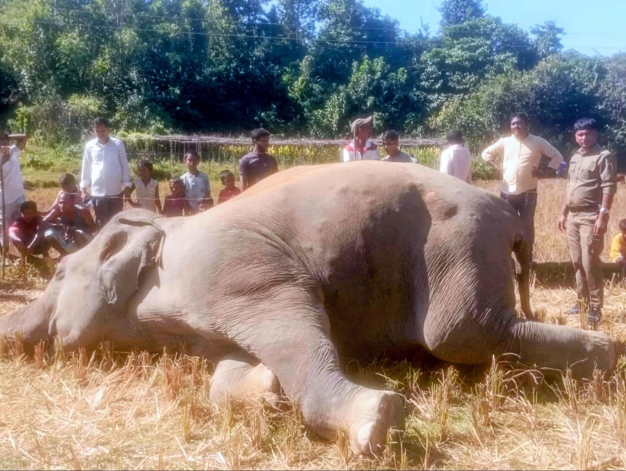 উখিয়ায় কারেন্ট যুক্ত ফাঁদে বন্য হাতির মৃত্যু