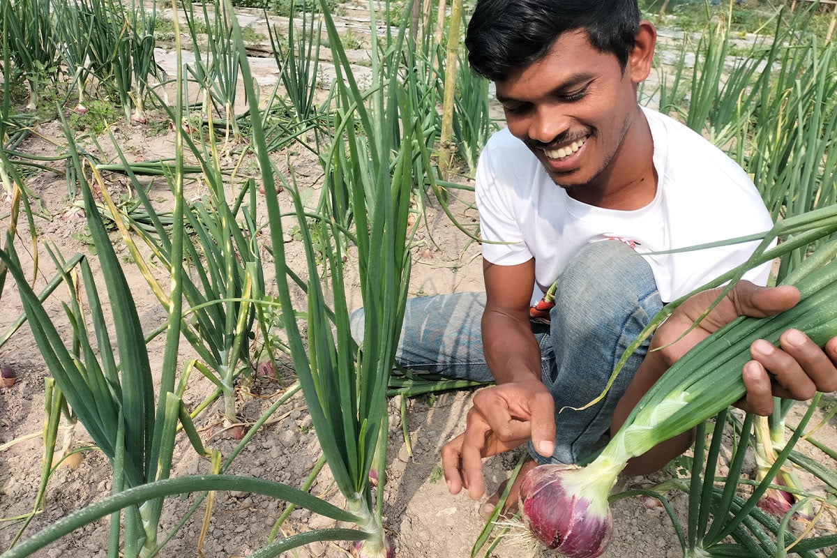 পেঁয়াজ চাষে ব্যস্ত পুঠিয়ার কৃষক