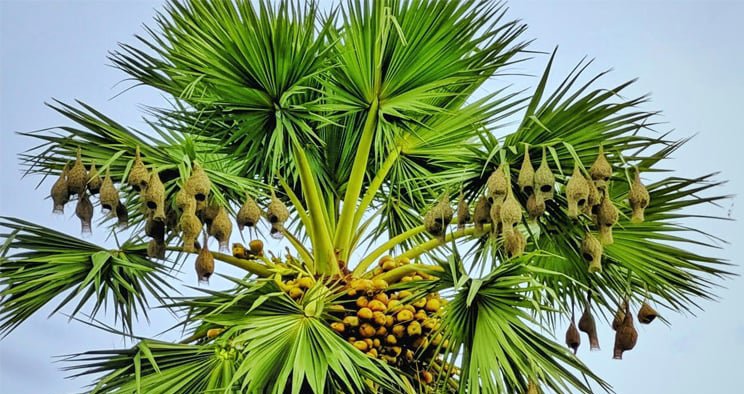 নড়াইলে তাল গাছের স্বল্পতা অস্তিত্বের লড়াইয়ে বাবুই পাখি
