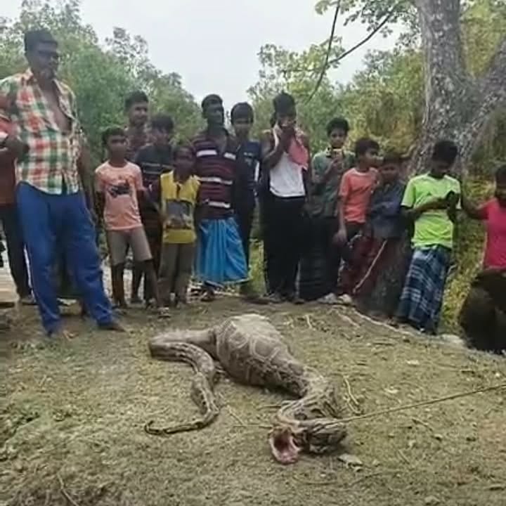 শরনখোলার সুন্দর বন থেকে লোকালয় এসে আস্ত ছাগল গিলে খেলো অজগয