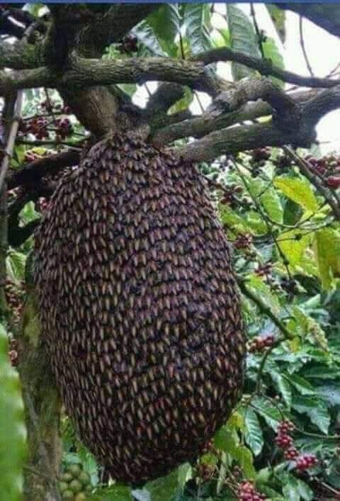 দস্যুদের আতঙ্কে সুন্দরবনে যাচ্ছেন না শরণখোলার মৌয়ালরা