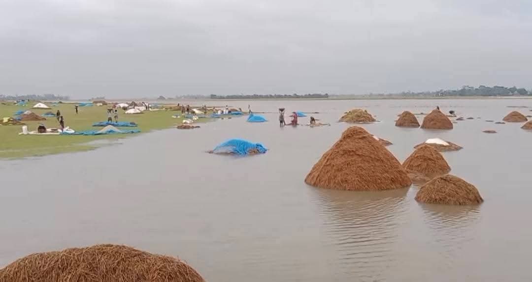 ভারী বৃষ্টি ও পাহাড়ি ঢলের কারণে হাকালুকি হাওরে ডুবছে কৃষকের স্বপ্ন, তলিয়ে যাচ্ছে পাকা বোরো ধান