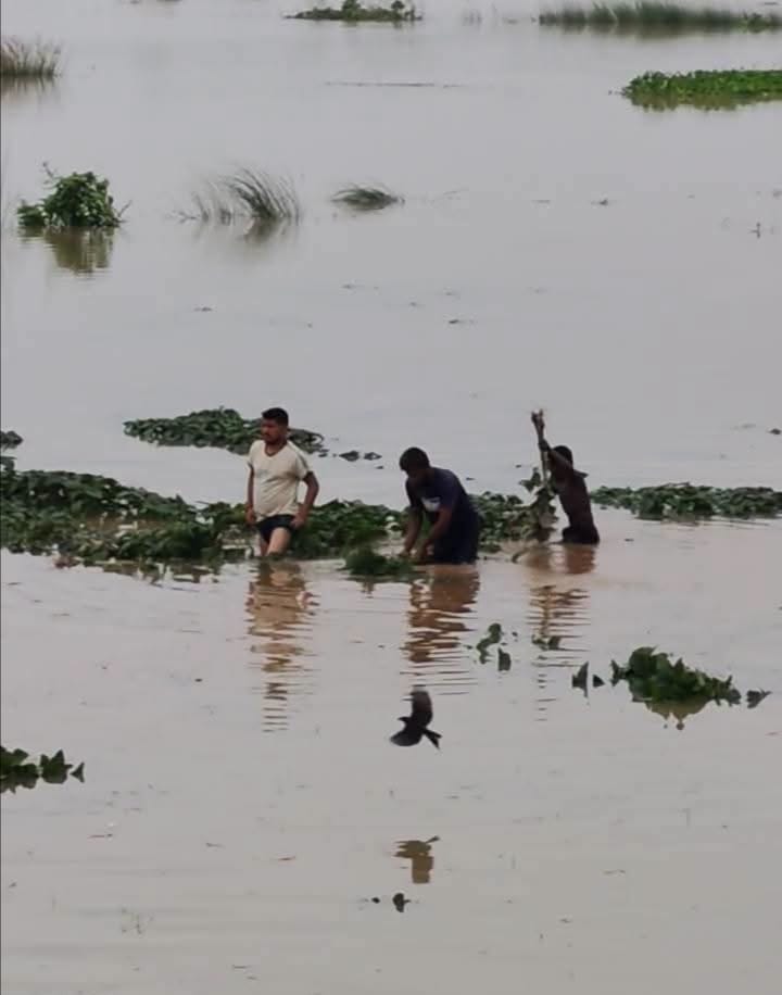 কুমিল্লা গোমতীর পানি বৃদ্ধি, চরাঞ্চলে সহস্রাধিক কৃষকের ফসলের ক্ষতি