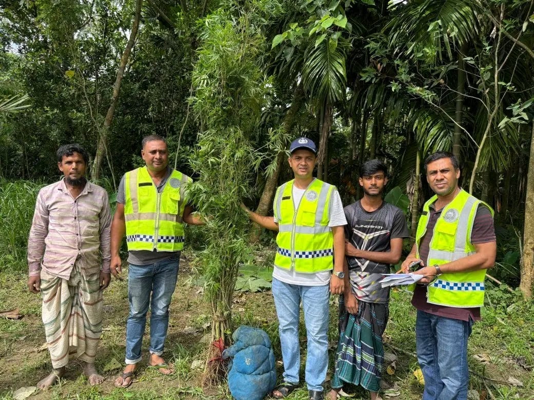 কুড়িগ্রামে গ্রীনহাউজ পদ্ধতিতে গাঁজা চাষ,পুলিশের অভিযানে অর্ধশতাধিক গাছ উদ্ধার