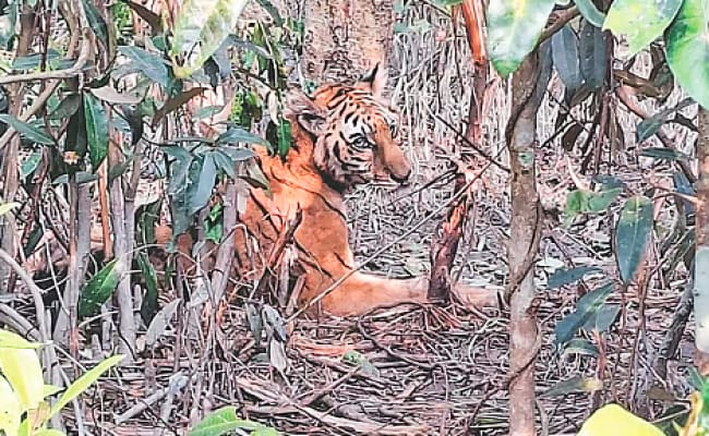 দীর্ঘ ছয় মাসের চিকিৎসা শেষে সাম্রাজ্যে ফিরছে রানী,সুন্দরবনের উদ্ধার হওয়া সেই বাঘিনী