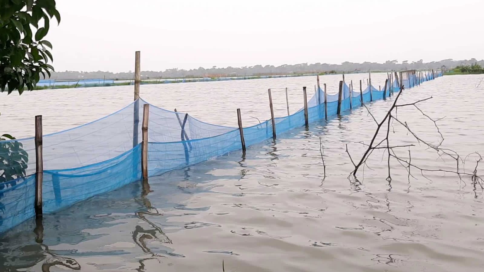 বাগেরহাটে বর্ষণে সাত হাজার ঘের তলিয়ে শত কোটি টাকার ক্ষতি, নিঃস্ব মৎস্যচাষিরা
