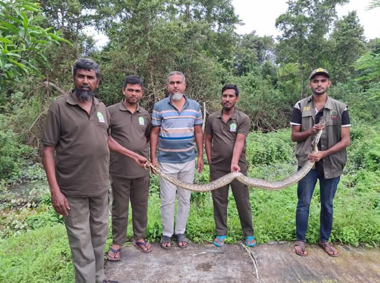 সুন্দরবনের অজগরের হানা: বন থেকে উদ্ধার করে পুনরায় অবমুক্ত