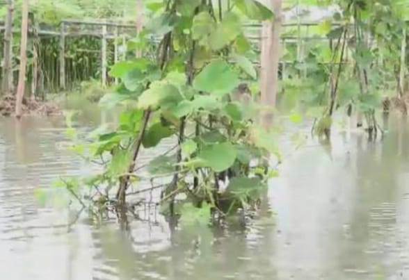 ভারী বর্ষণে টুঙ্গিপাড়ায় আগাম শীতকালীন সবজির ব্যাপক ক্ষতি