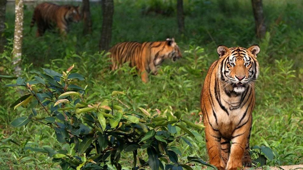 বিশ্ব বাঘ দিবসে সুন্দরবনের অস্তিত্ব রক্ষায় বাঘ সংরক্ষণের আহ্বান