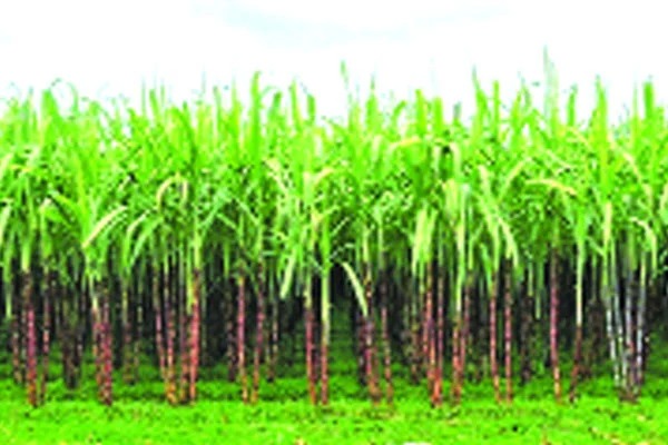 নীলফামারীতে দিন দিন বাড়ছে আখের চাষ