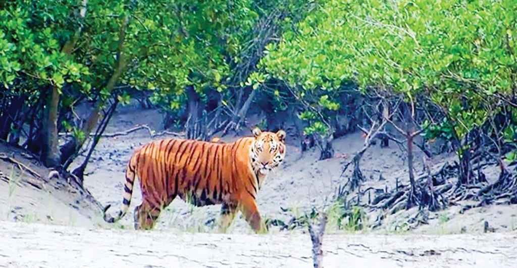 সুন্দরবনে প্রবেশ বন্ধে প্রাণীদের মধ্যে স্বস্তি, বেড়েছে বিচরণ ক্ষেত্র ‎