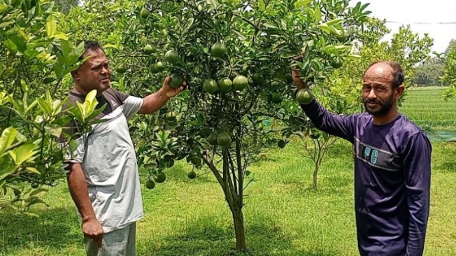 মাল্টা চাষে সফলতা,উৎপাদন ব্যয় বৃদ্ধিতে লাভ নিয়ে শঙ্কায় চাষিরা