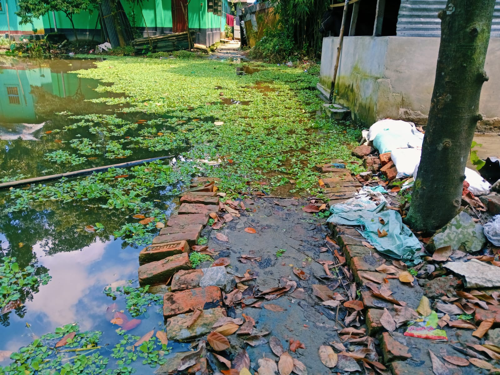 জামালপুরের দিগপাইতে পানিবন্দি ৩০-৪০ পরিবার: পানি অপসারণের দাবি