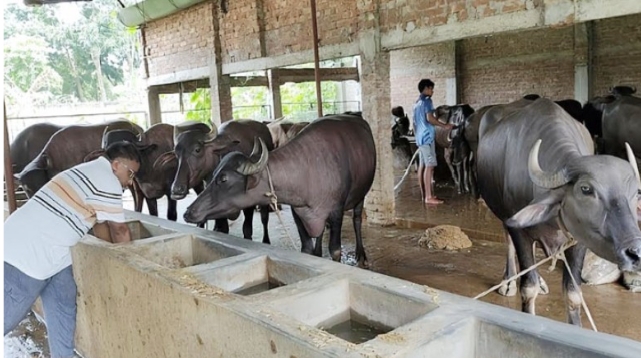 কাহারোলে চাকরি ছেড়ে মহিষের খামার