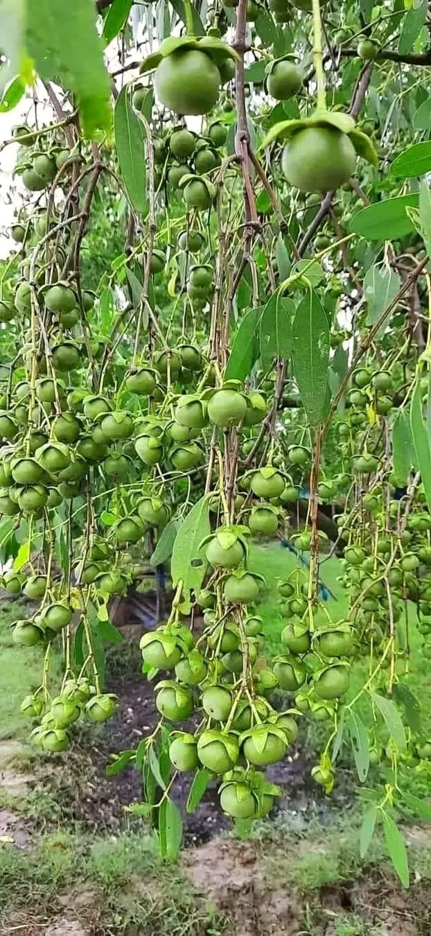 সুন্দরবনের কেওড়া ফল: উপকূলীয় অর্থনীতিতে নতুন সম্ভাবনা ‎