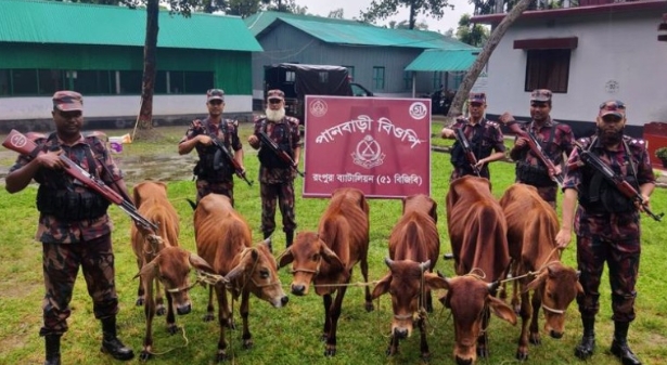 রংপুরের উত্তর গোমনাতী এলাকায় অভিযান চালায় গাঁজা-কারেন্ট জাল উদ্ধার, ভারতীয় ৬ গরু আটক