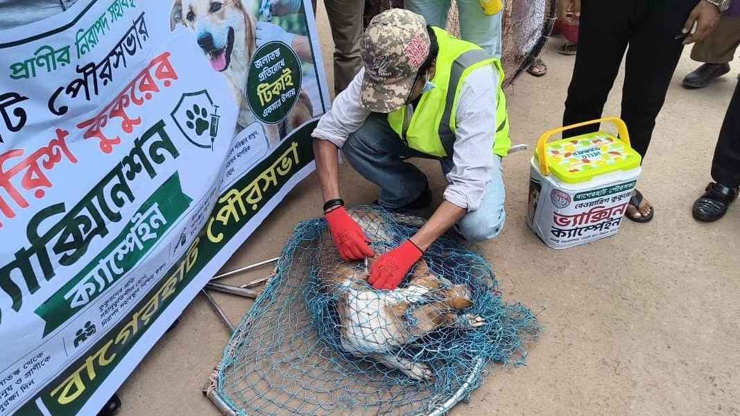 বাগেরহাটে জলাতঙ্কের ঝুঁকি রোধে বেওয়ারিশ ও গৃহপালিত কুকুরকে টিকাদান কর্মসূচি শুরু