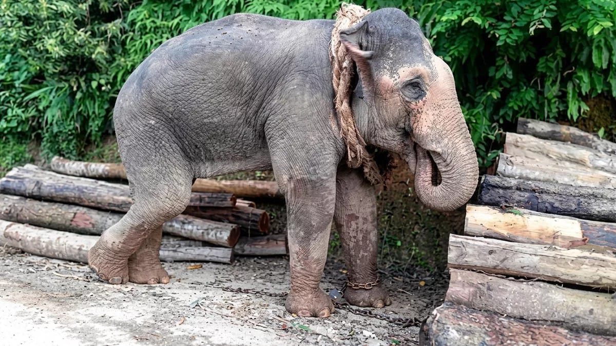বান্দরবানের লামায় ২৪ বছর ধরে শিকলে বাঁধা হাতি বাহাদুর