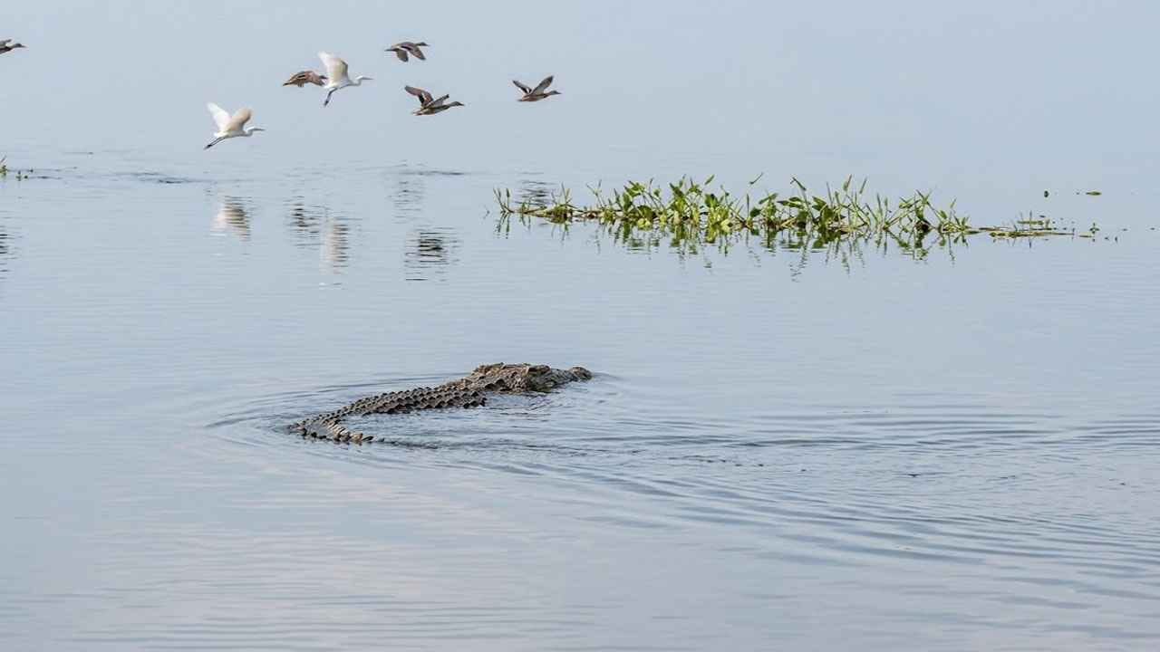 বাগেরহাটের শরণখোলায় বলেশ্বর নদে বিশাল কুমিরের উপস্থিতি, স্থানীয় মৎস্যজীবীদের মধ্যে তীব্র আতঙ্ক ‎