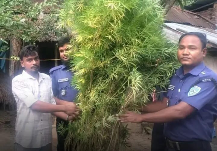 নবাবগন্জ থানা পুলিশ কর্তৃক গাঁজার গাছ সহ গ্রেফতার-০১