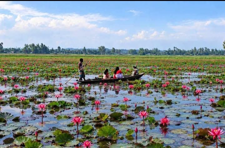 টুঙ্গিপাড়ায় পানির বুকে লাল শাপলার গালিচা শরতের ভোরে প্রকৃতির নকশিকাঁথা, শাপলার সৌন্দর্যে মুগ্ধ দর্শনার্থীরা