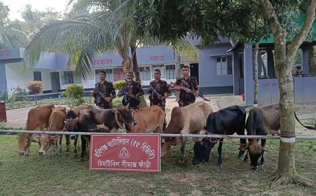 চুনারুঘাট-মাধবপুর সীমান্তে ৭ লাখ ২৯ হাজার টাকার গরু-মদ জব্দ