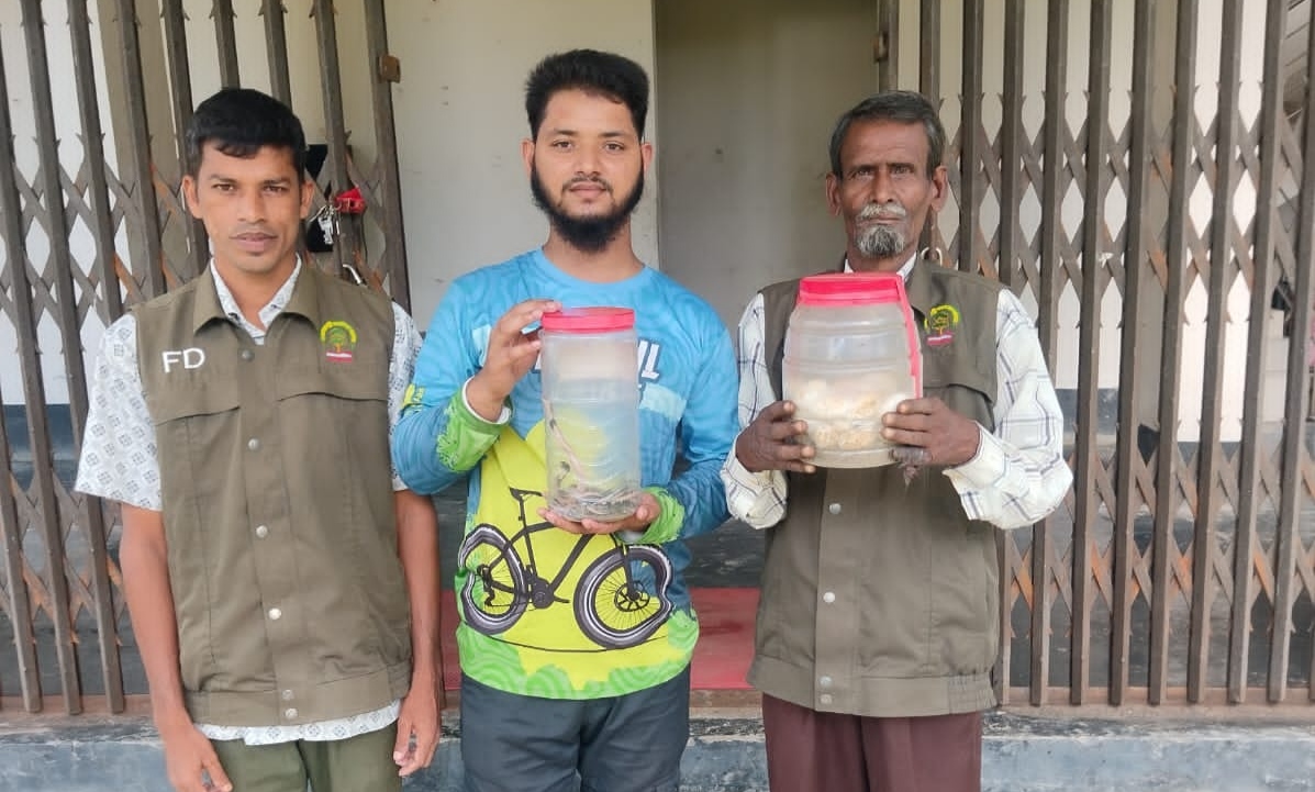 লাখাইয়ে বসতঘরের টাইলস খুঁড়ে ১৪ পদ্মগোখরা ও ২৮ ডিম উদ্ধার