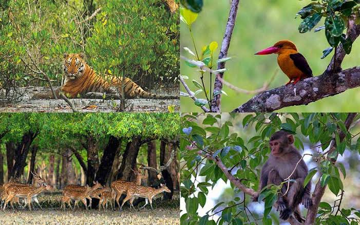 জেনুইন পরিবারের ৩ দিন ৩ রাতের বিশাল সুন্দরবন ক্রুজশীপ ট্যুর (২০২৬)