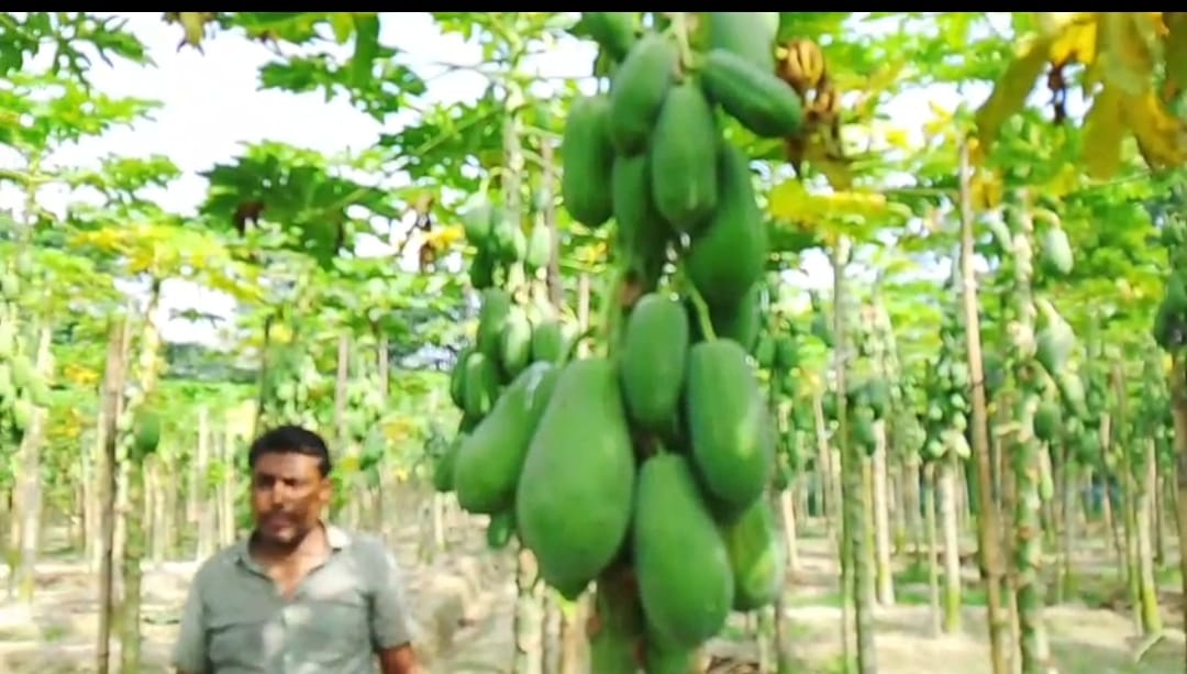 পেঁপে চাষ করে স্বাবলম্বী, সরিষাবাড়ীর দুই যুবক